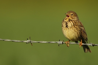 A corn bunting sitting on a piece of barbed wire, singing