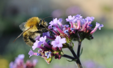 Common carder bumblebee - Wildnet / Nick Upton