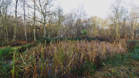 Iron Latch Reed bed in winter 