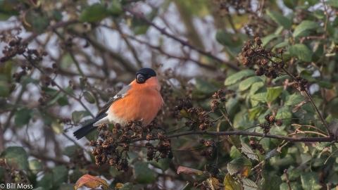 Bullfinch Bill Moss