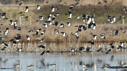 Lapwing and Plover Blue House Farm Peter Hewitt