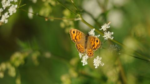 Wall Brown - Amy Lewis