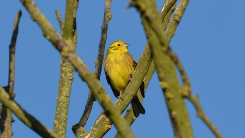 Yellowhammer Dave McGough