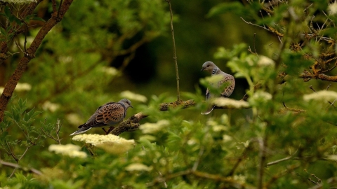 Turtle Doves at Wrabness