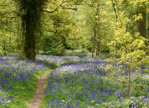 Weelyhall Wood in Bluebells