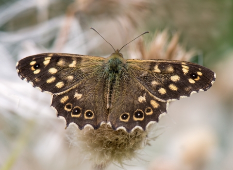 Speckled Wood