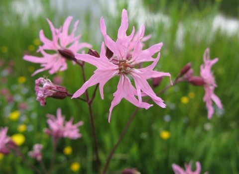 Ragged Robin