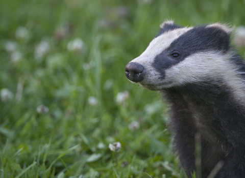 Badger