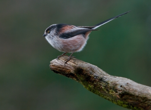 Long-tailed tit