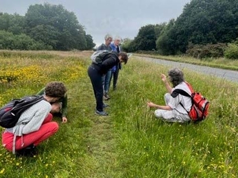 Urban wildlife champions learning about wildflowers