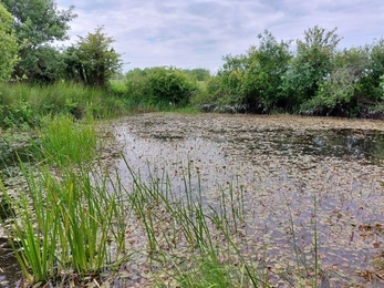 Photo of a restored healthy pond