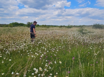 Ranger Sam surveying wildflowers at Thameside 