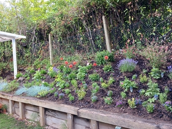 After photo of plants at Hamelin Trust