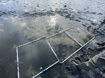 Seagrass cores in the mud at St Lawrence