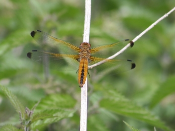 Scarce chaser dragonfly in Maldon