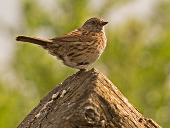 Dunnock on a tree stump