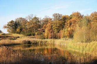 Cockaynes Wood in Autumn 