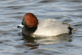 Pochard