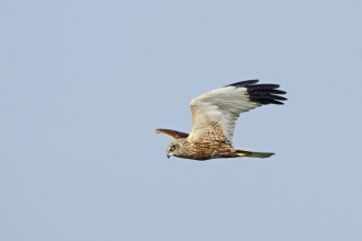 Marsh Harrier