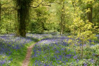 Weelyhall Wood in Bluebells