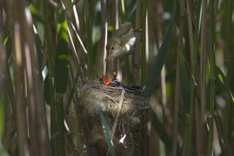 Cuckoo and Reed Warbler David Tipling 2020 Vision