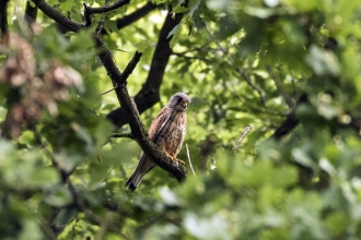 Nature Reserves The Wildlife Trusts