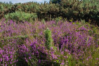 Peter Bowden Heath at Tiptree Heath