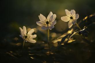 Wood Anemone Guy Edwardes 2020 Vision