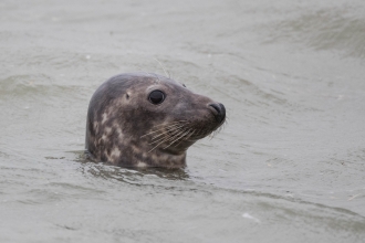 Grey Seal Gunners Andrew Armstrong