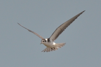 Black Tern. Photo credit- John Pringle