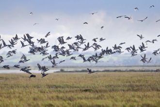 Brent Geese