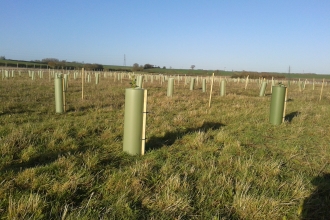 Tree planting