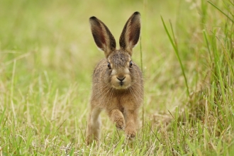 Brown Hare