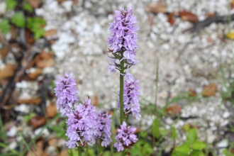 Common Spotted Orchid