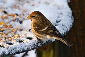 Redpoll