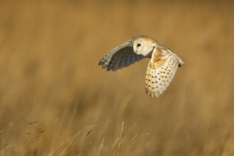 Barn Owl Danny Green 2020VISION