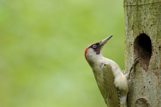 Green Woodpecker