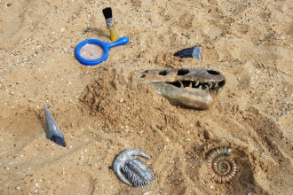 fossils in the sand 