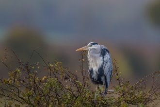 Heron in tree