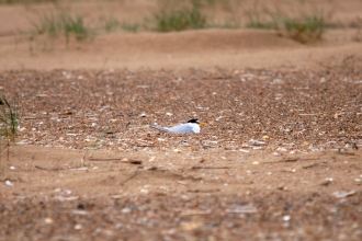 Little Tern