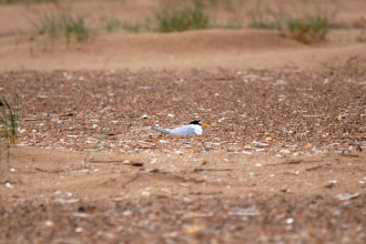 Little Tern 