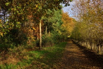 Autumn Woods