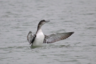 Great Northern Diver on the Blackwater