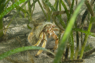 Hermit crab, in eelgrass 