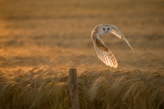 Barn Owl 