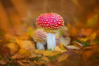 Fly Agaric