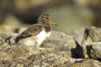 Oystercatcher Chick