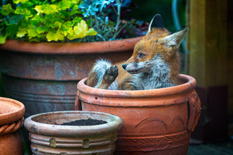 Fox - Photography Competition 2019