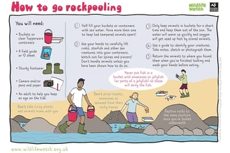 How to go rockpooling