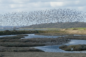 Two Tree Island